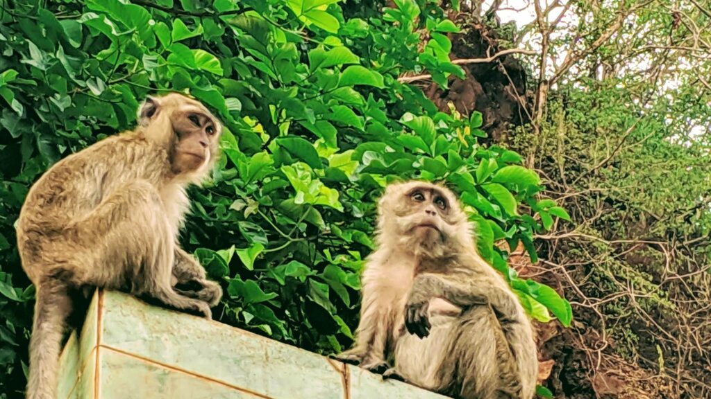 Krabi town Thailand monkeys