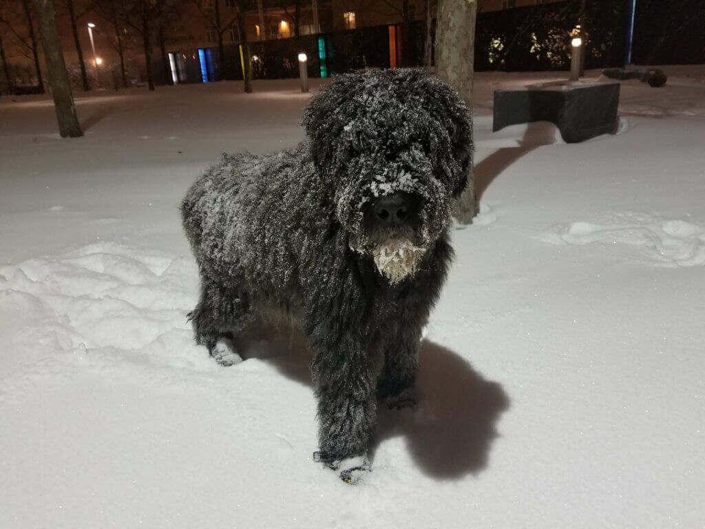 Fozzie With His Snow Booties - was getting robbed a good thing?