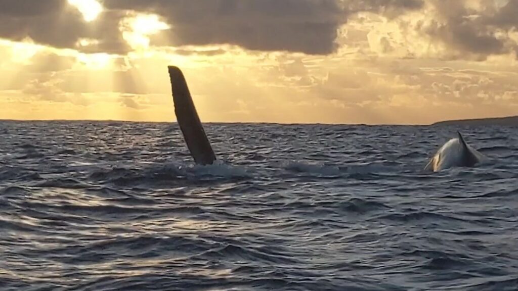 Whales Eua Tonga