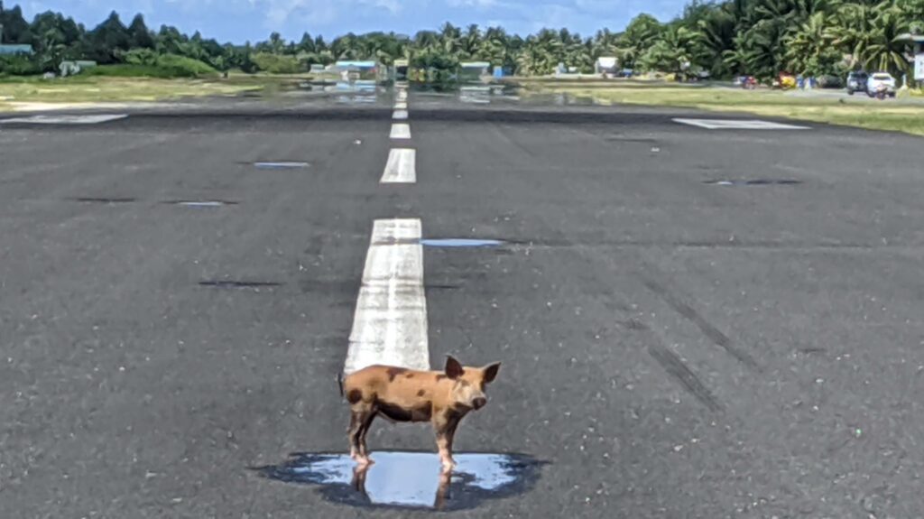 Tuvalu's lonely piglet on the tarmac make it a place worth a visit