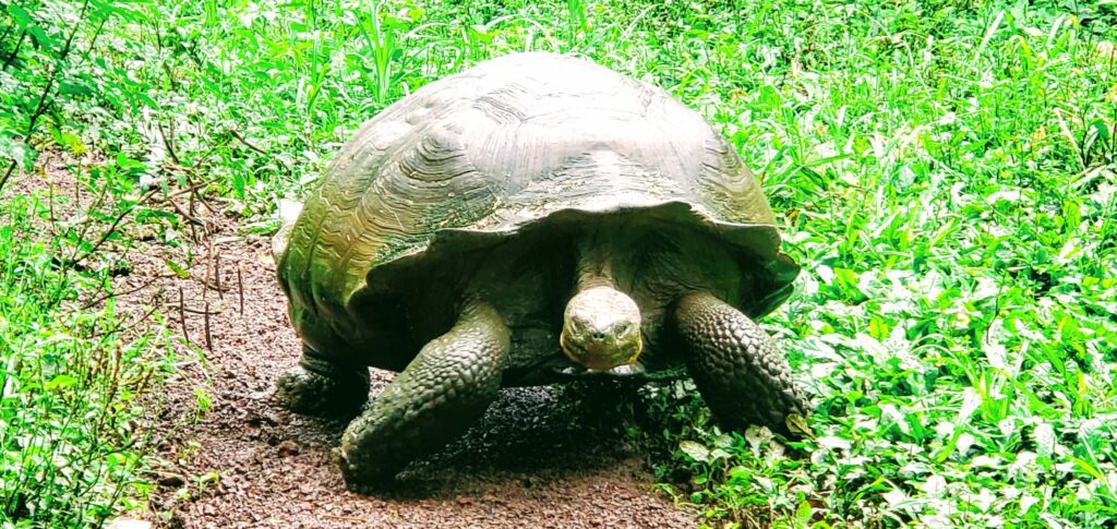Galapagos giant tortoises are plentiful at the El Chato reserve and are a delight on any budget