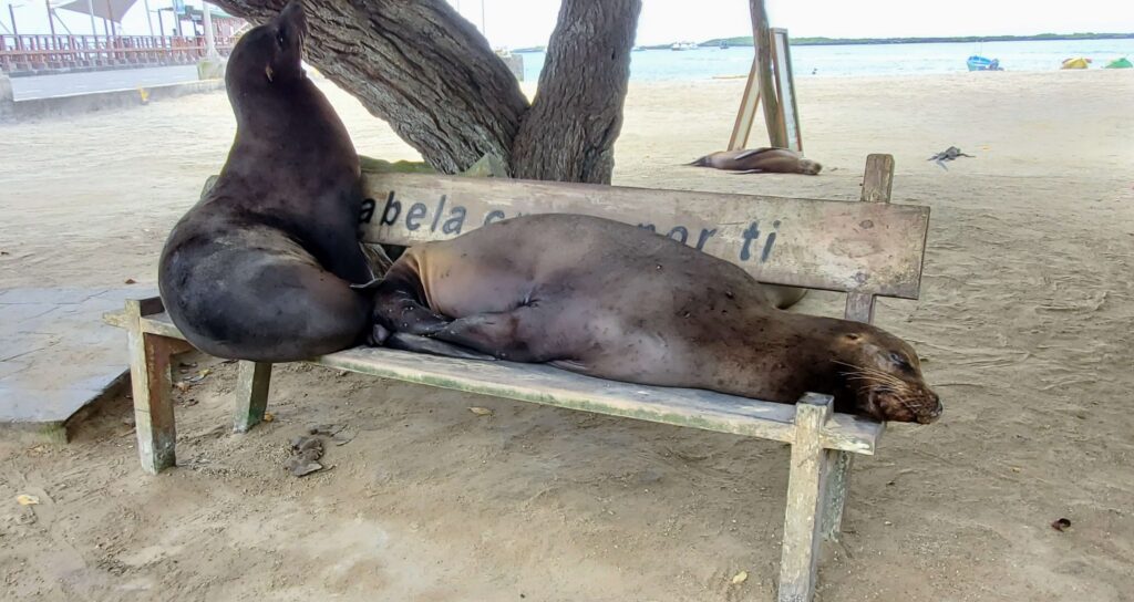 Galapagos Sea Lion are always on a budget since they are free to view