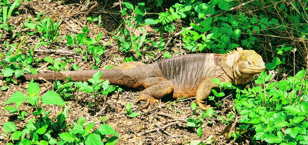 Galapagos land iguana is always on a budget as he walks around freely in the Sierra Negro lands