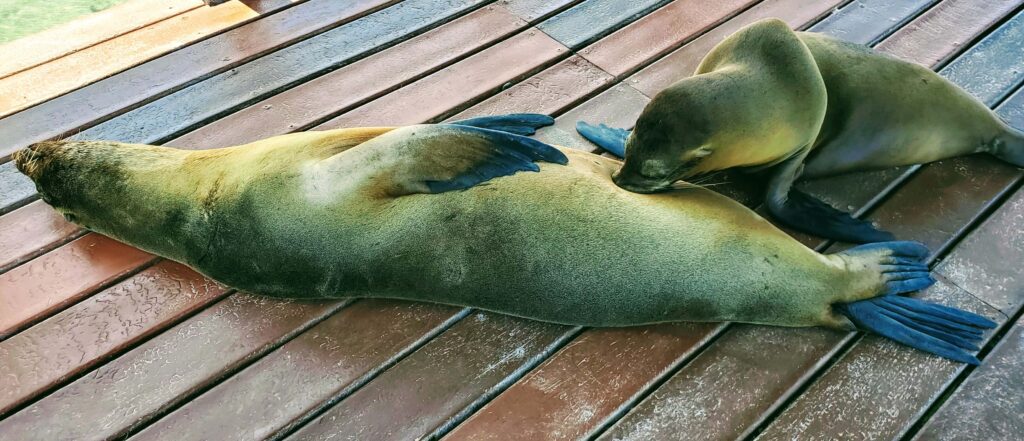 Galapagos Sea Lion with a Pup are free so good on a budget