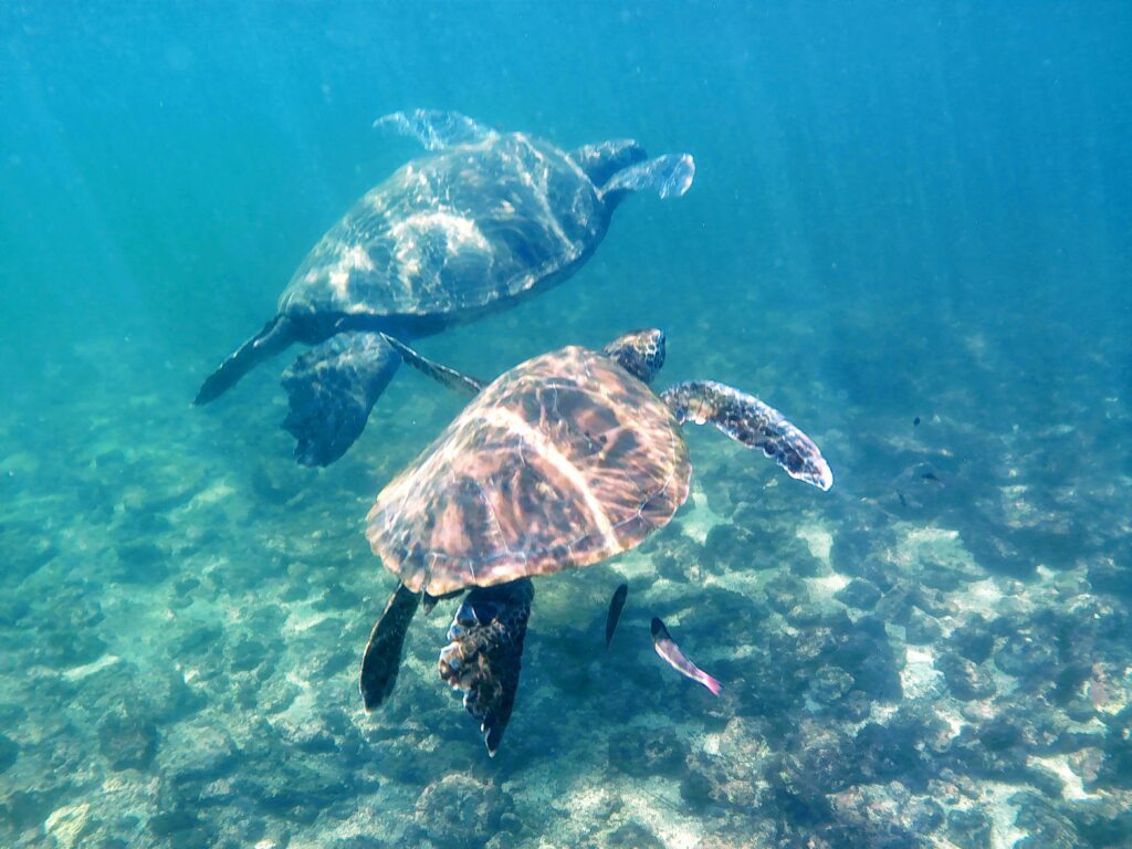 Galapagos Turtles swimming in the bays of Isabela is on a budget