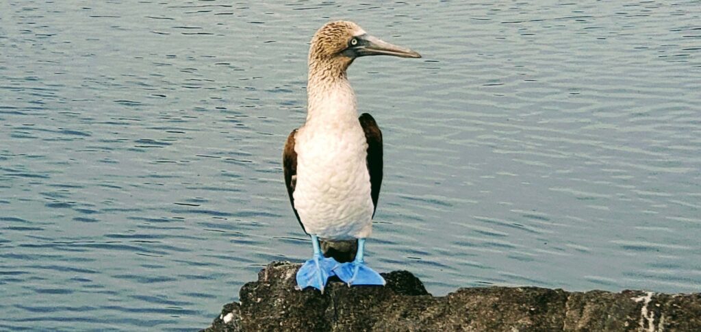 Blue Footed Boobie at the Los Tuneles tour