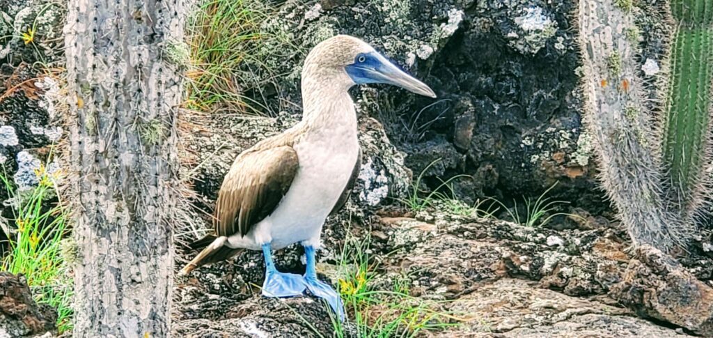 Galapagos on a budget allows you to see many blue footed boobies for free