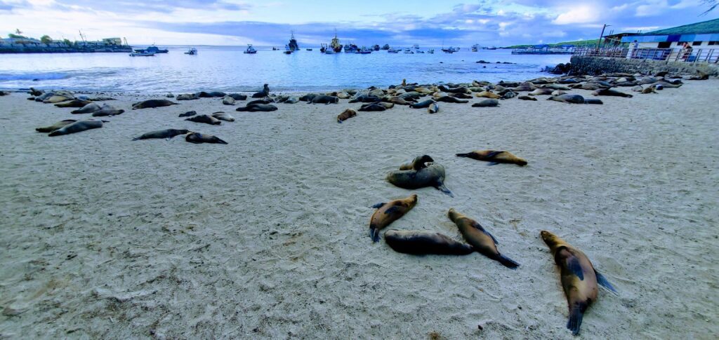 Playa Loberia Galapagos is a opportunity to sea seals on any budget as it is free to walk to and enter