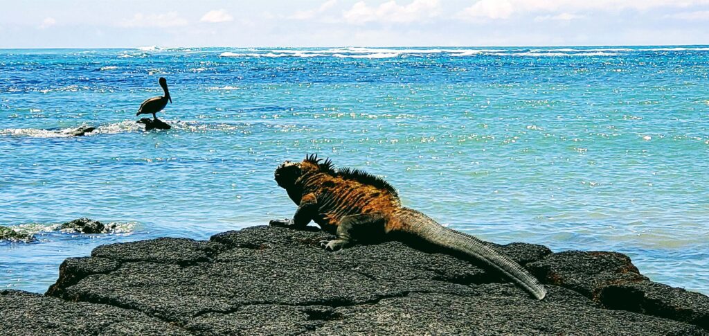 Galapagos on a budget wall of tears trail with marine iguanas and birds
