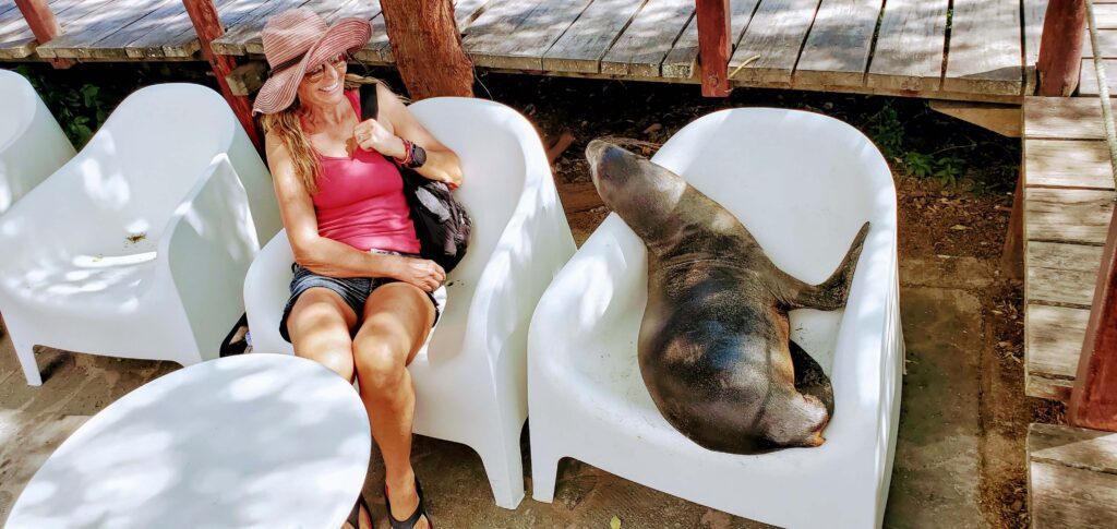 San Cristobal Galapagos has many a opportunity to see seals and even to sit down with them which make it available on any budget