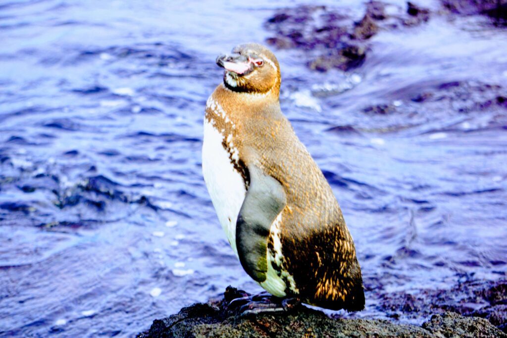 Galapagos Penguin can be seen on any budget