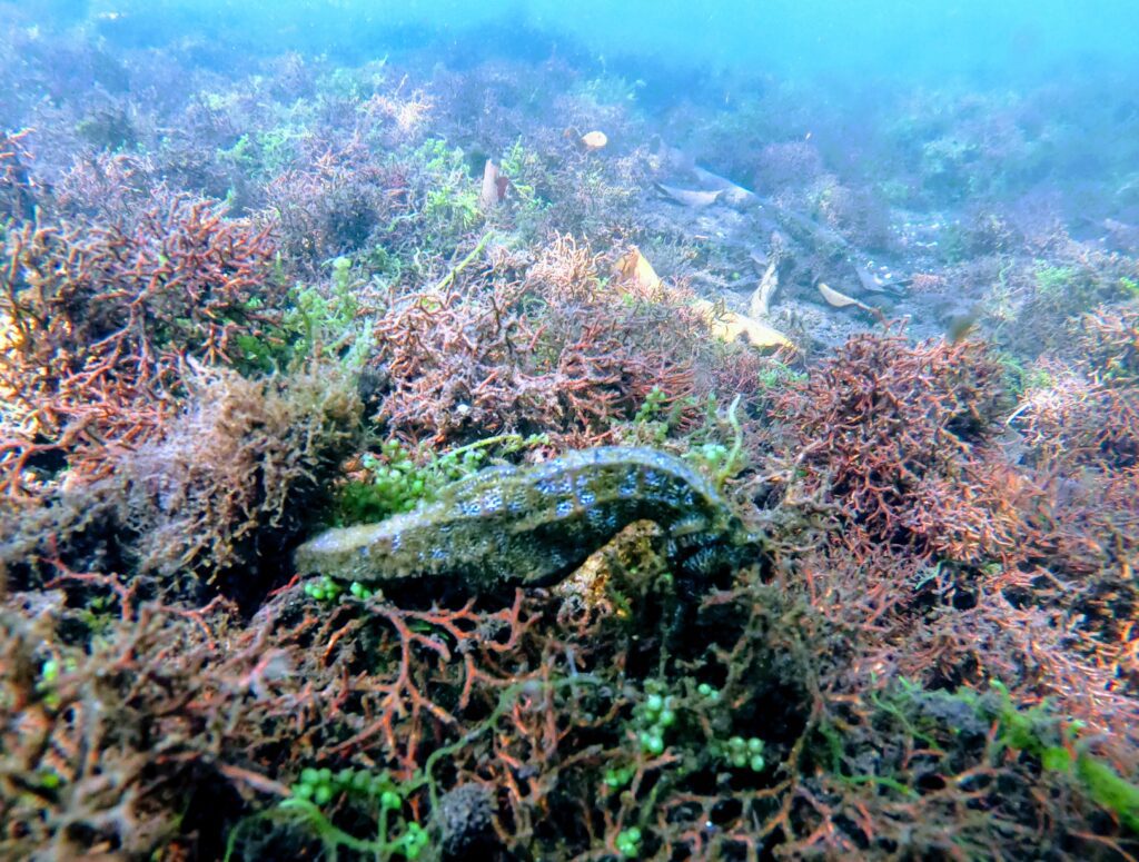 Galapagos Seahorse is on a budget as it is free in the ocean