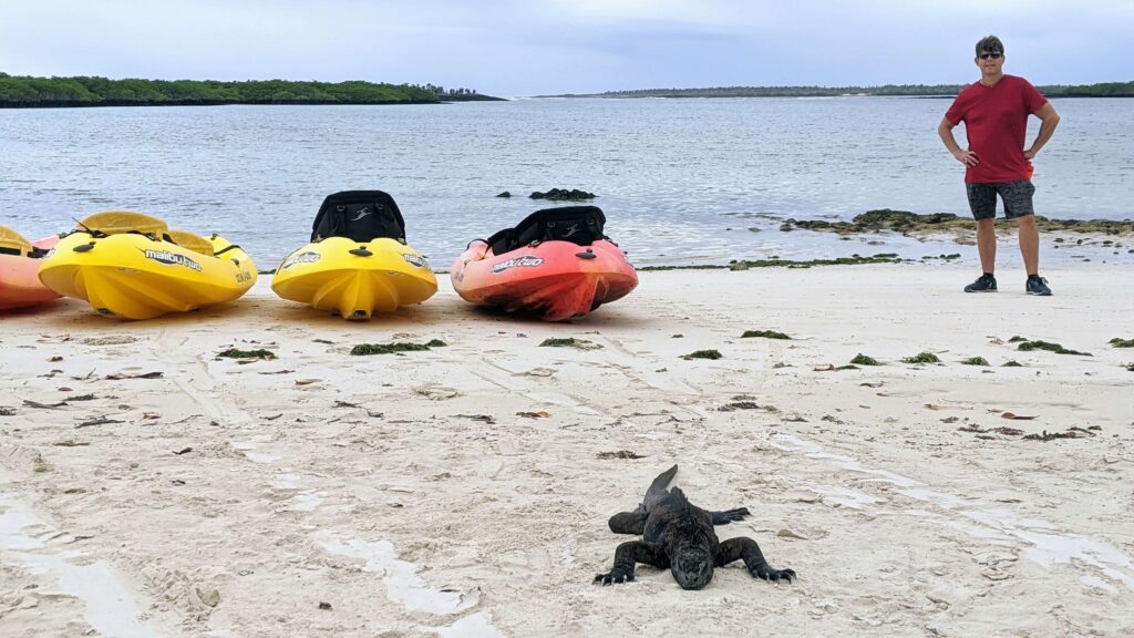 Galapagos on a budget seeing marine iguanas for free