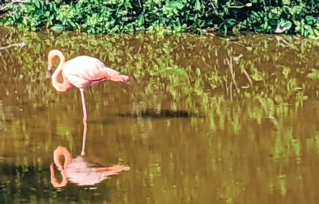 Galapagos Pink Flamingos are always on a budget since they are free to see