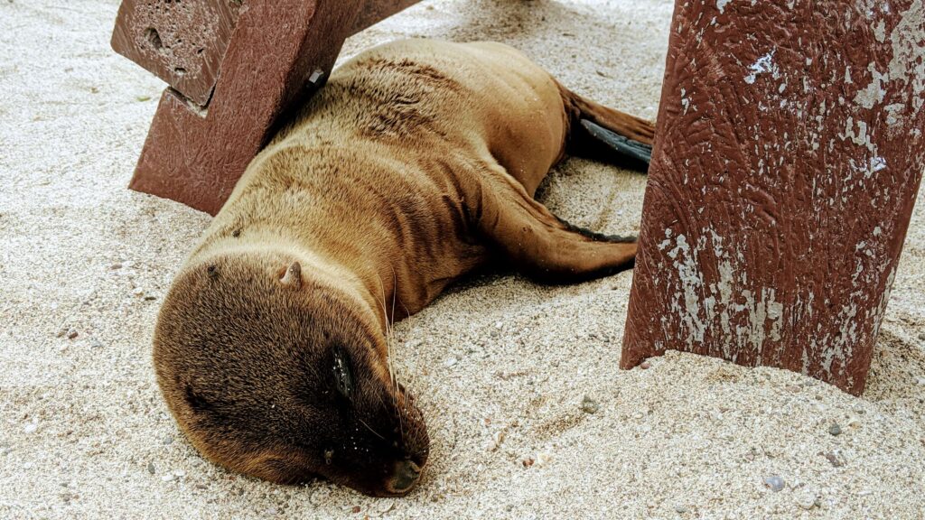 Baby Seal waiting for his Mom to return Galapagos on a budget