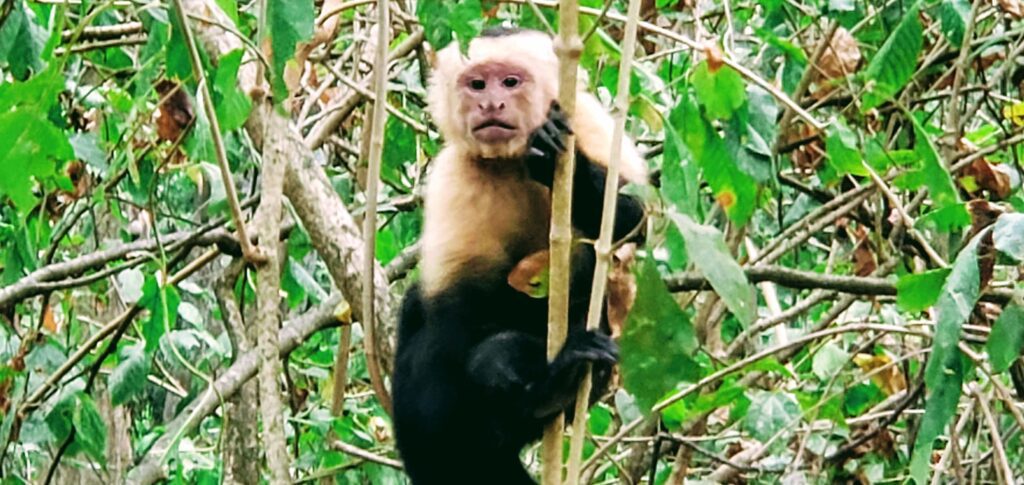 Hiking with Capuchin Monkeys - Affordable Paradise on Ometepe