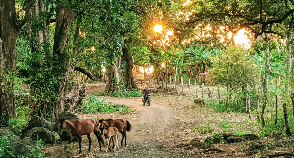 Horses - affordable paradise on Ometepe