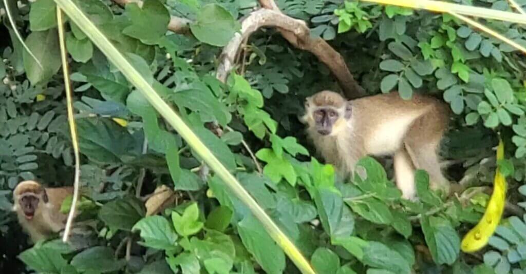 Living in Barbados is all about the green monkeys