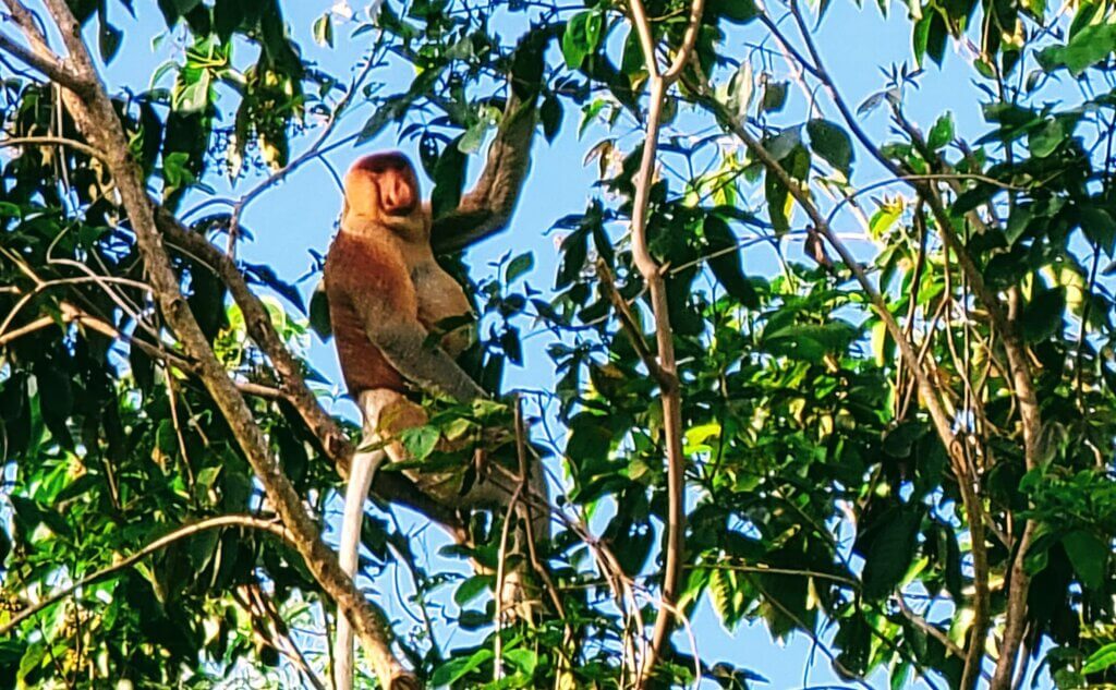 In the tree finding rare Proboscis monkeys