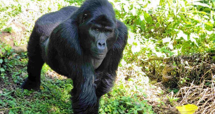 Mountain Gorillas Bwindi Uganda Cheap Ethical