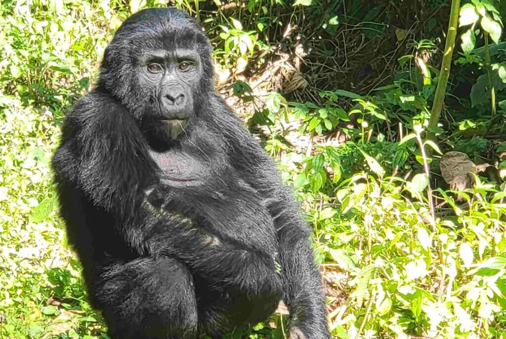 Bwindi Uganda Mountain Gorillas