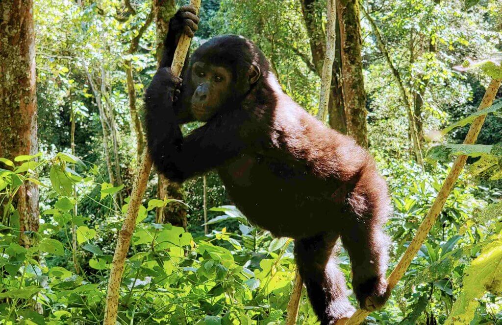 Bwindi Uganda Mountain Gorillas
