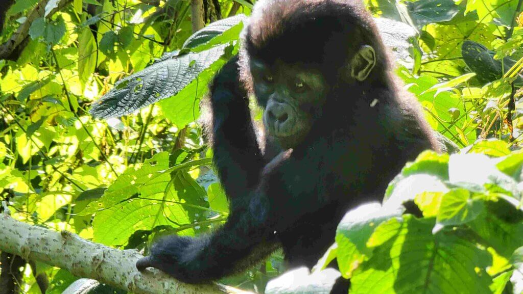 Young Mountain Gorilla in Bwindi Uganda