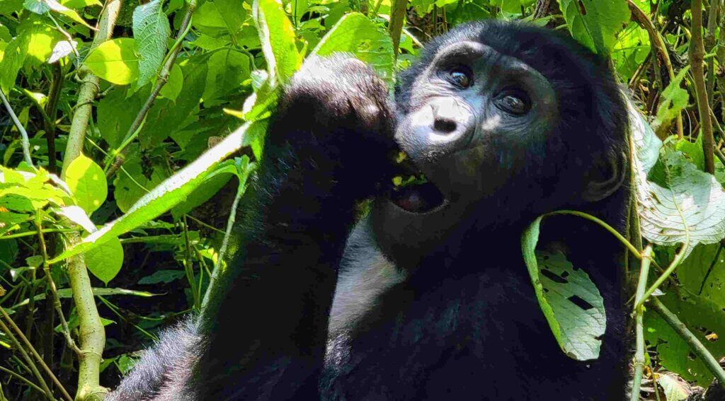 Uganda Mountain Gorillas Bwindi