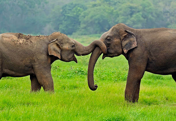 Elephants of Sri Lanka Yala National Park