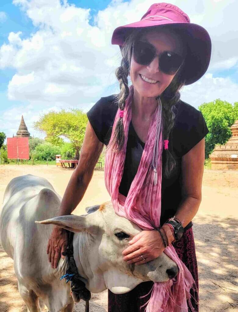 Bagan cow