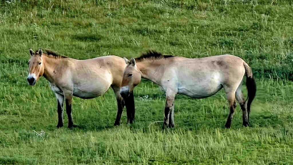 Przewalski Horses in Hustai National Park