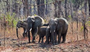 Elephants of Majete Wildlife Sanctuary