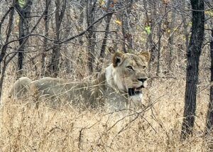 Lion Liwonde National Park