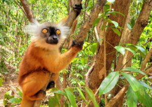 Lemurs on Lokobe