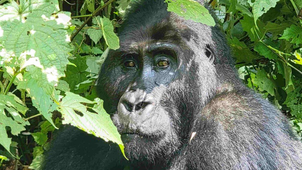 Gorilla Trekking in DRC