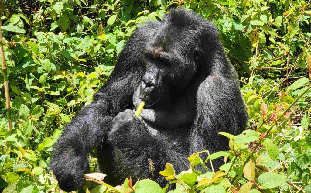 Gorilla trekking in DRC