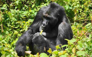 Kahuzi-Biega National Park Gorilla Trekking DRC