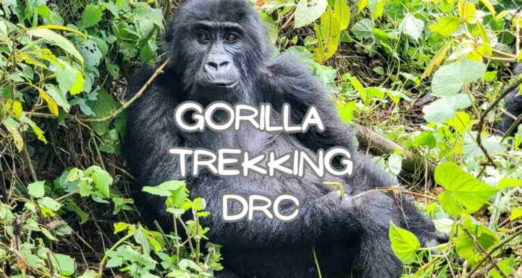 gorilla trekking in DRC