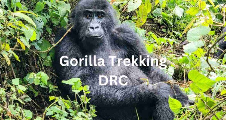 Gorilla Trekking DRC Kahuzi-Biega National Park