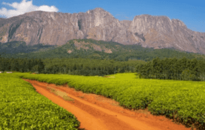 Mount Mulanje Thyolo Tea Plantations