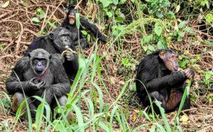 rescue chimps, Douala, Papaye-France