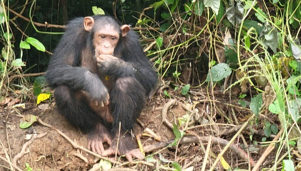 Pongo Songo chimp island