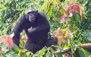 Douala Pongo Songo Chimp Island, Rescue Chimps