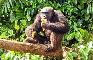 Papaye-France, rescue chimps, Pongo Songo Chimp island