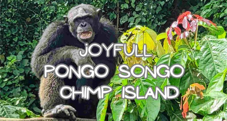 Visit Pongo Songo Chimp Island