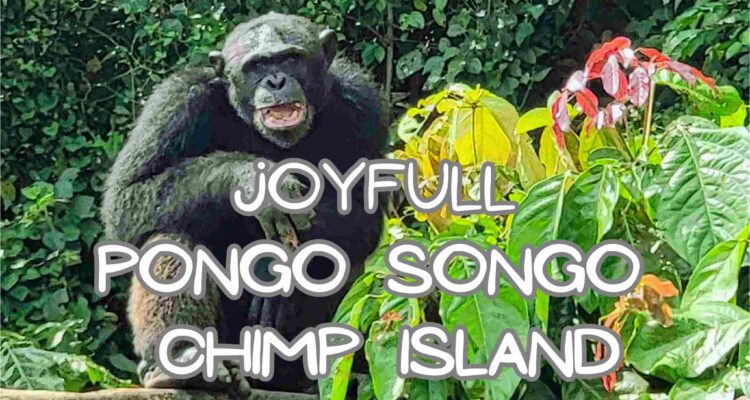 Pongo Songo, Chimp Island, rescue chimps, Douala, Papaye-France