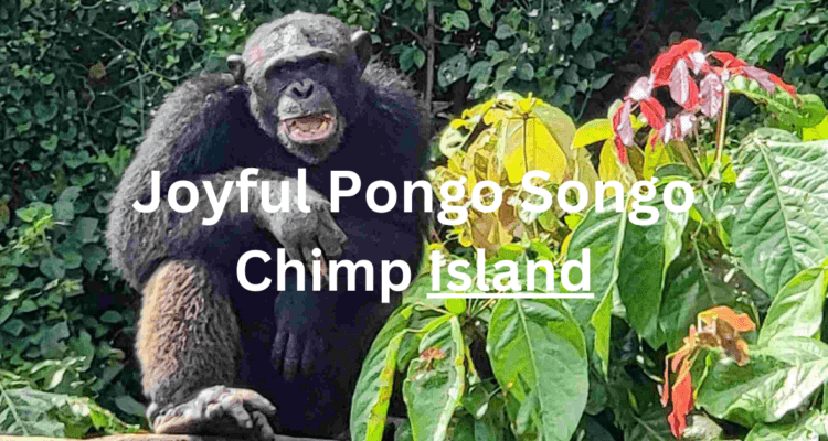 Pongo Songo Chimp Island rescue chimps Douala