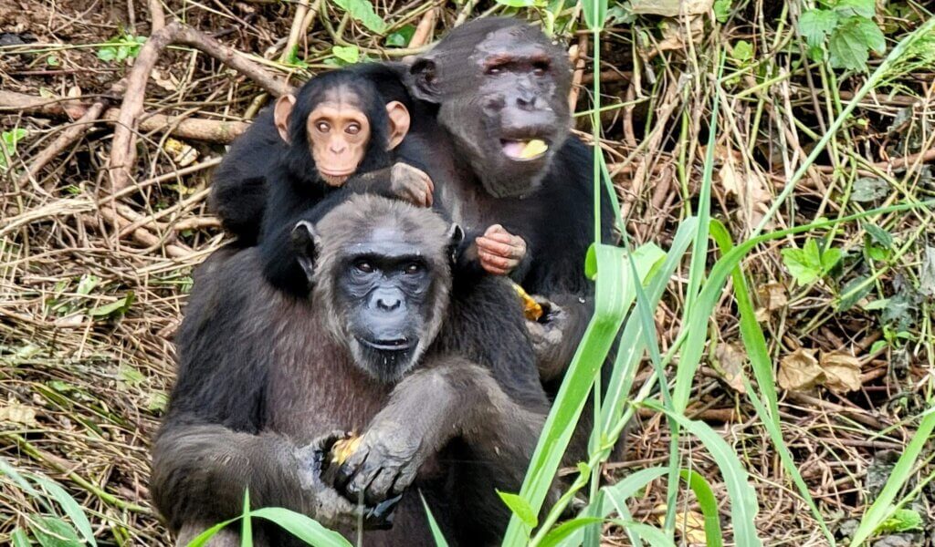 Pongo Songo Chimpanzee Sanctuary