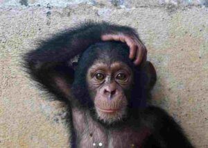 Libassa Wildlife Sanctuary Ecotourism, chimp rescue