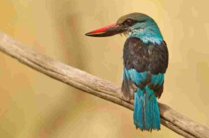 River Gambia, Tanji Bird Reserve, birding